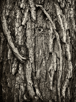 Illustration for article titled 27 Photos Of Barenaked Trees